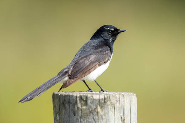 Willy Wagtail - Rhipidura leucophrys