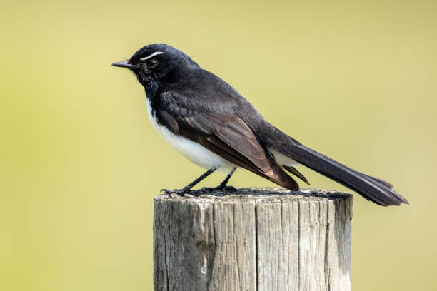 istock Willy Wagtail - Rhipidura leucophrys 1209800319