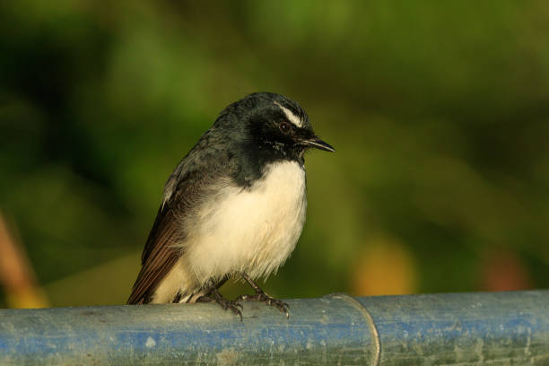 istock Willy Wagtail - Rhipidura leucophrys 1209800323