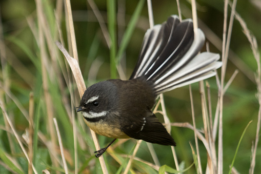 Distinctive endemic fantail of the New Zealand countryside