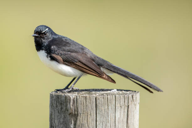 istock Willy Wagtail - Rhipidura leucophrys 1209800352