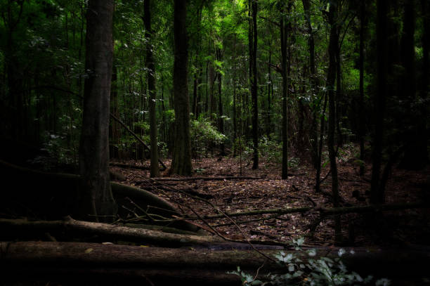 istock Rainforest scene from Wingham Brush Reserve Australia 1209800377