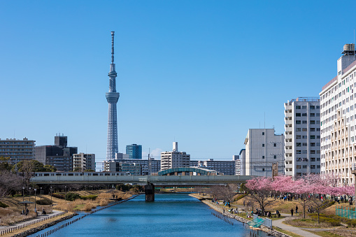 Photo of Kawazu Sakura and Tokyo Sky Tree under the blue sky