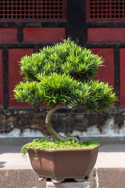 istock Bonsai tree against red wall in a park 1209802835