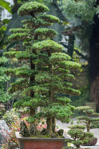 istock Pine bonsai trees in a pot 1209803020