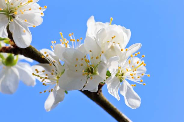 istock Close-up of pear blossoms against a clear blue sky 1209804113