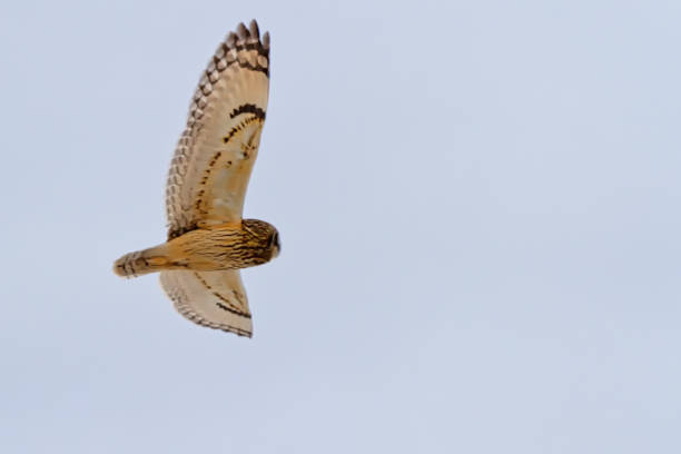 istock short-eared owl flying above Boundary Bay Beach, Delta, BC, Canada 1209804338