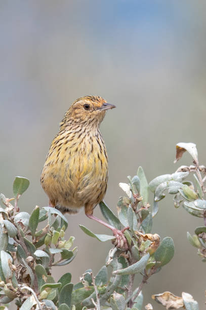 istock Striated Fieldwren - Calamanthus fuliginosus 1209804488
