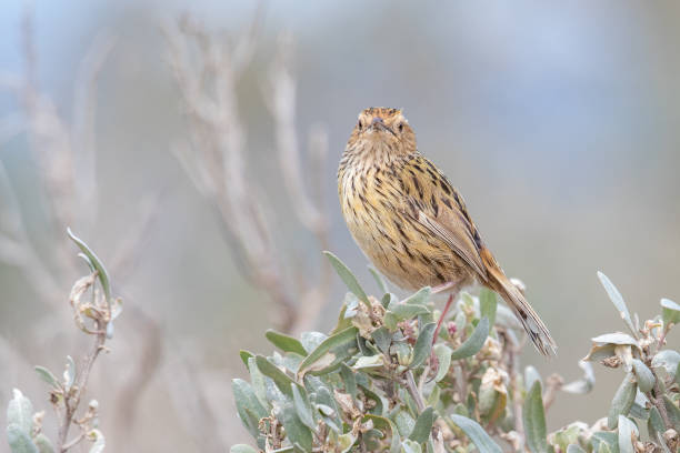 istock Striated Fieldwren - Calamanthus fuliginosus 1209804499