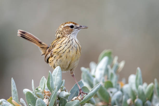 istock Striated Fieldwren - Calamanthus fuliginosus 1209805064