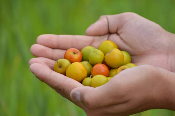 Indian Jujube or Ziziphus mauritiana in hand at field Indian Jujube or Ziziphus mauritiana in hand at field jujube fruit stock pictures, royalty-free photos & images
