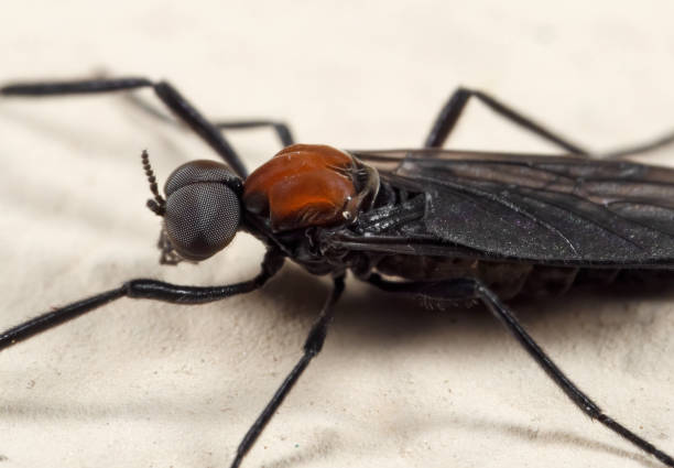 istock Macro Photo of Lovebug on The Floor 1209806152