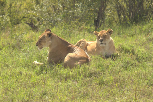istock Two Lionesses Sitting on Grassland 1209806288