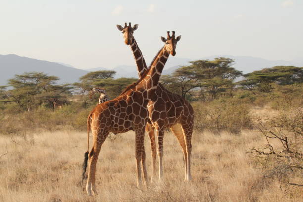 istock Two Standing Giraffes Neck to Neck 1209806289