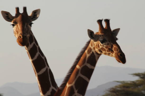 istock Two Giraffes Neck to Neck Face Pic 1209806393