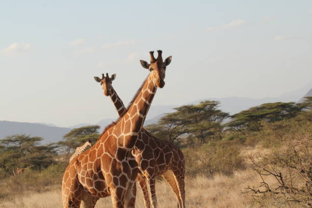 istock Two Giraffes on a Sunny Day 1209806394