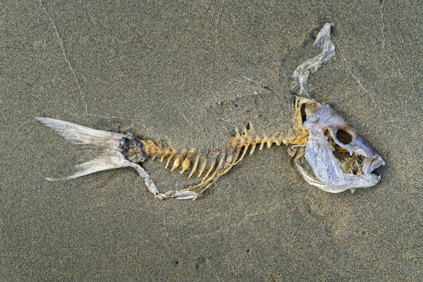 Animal skeleton outdoor. 