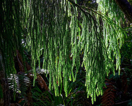 Rimu tree foliage, leaves or needles backlit by sunlight, Kahurangi National Park, west coast, New Zealand.