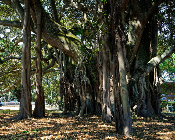 istock Albert the Banyan tree in Devonport, New Zealand. 1209807984