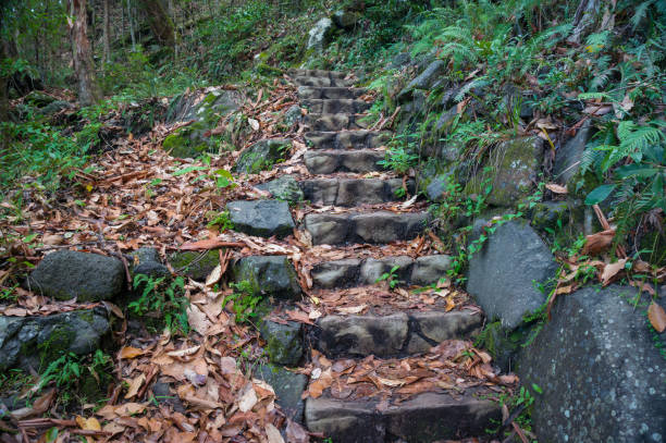istock Stone stairs littered with dry leaves. Hiking in a forest 1209808034