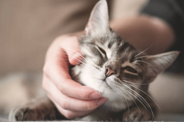 istock gray striped cat with womans hand on a brown background. 1209808559