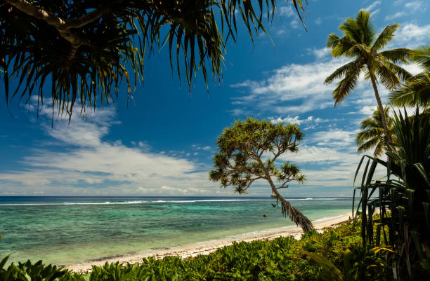 beach with palm trees on the south pacific island of tonga. - south pacific ocean island polynesia tropical climate imagens e fotografias de stock