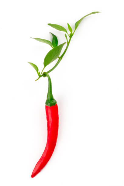 白い背景に緑の葉を持つ赤いホット唐辛子 - vegies green chili pepper pepper ストックフォトと画像
