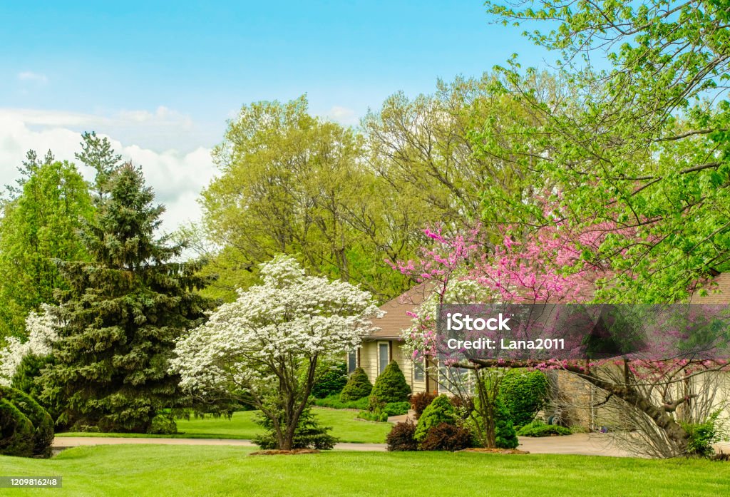 Midwestern front yard in spring; blooming trees in foreground View of Midwestern front yard in spring; blooming trees in foreground; ranch style house behind trees; blue sky in background Yard - Grounds Stock Photo