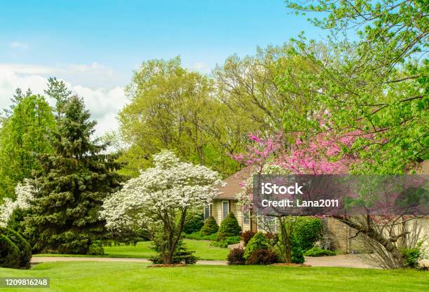 Midwestern Front Yard In Spring Blooming Trees In Foreground Stock Photo - Download Image Now