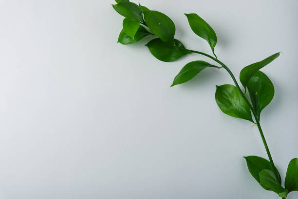 istock branch with green leaves on a white background 1209817211