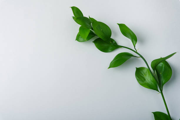 istock branch with green leaves on a white background 1209817224