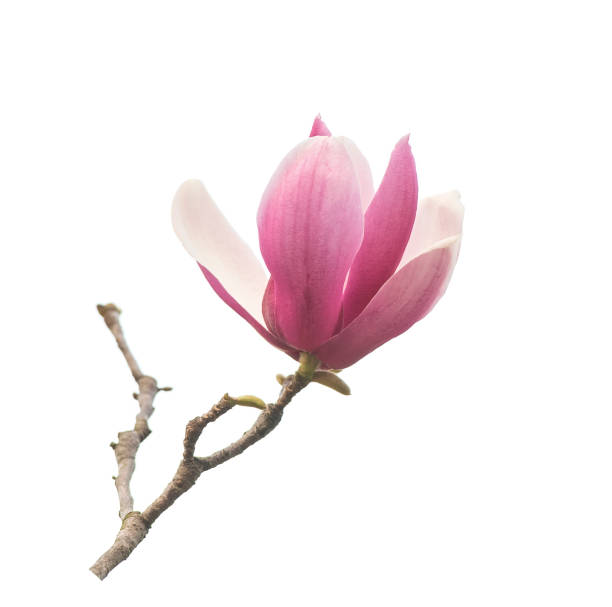 istock magnolia flowers isolated on white 1209817402