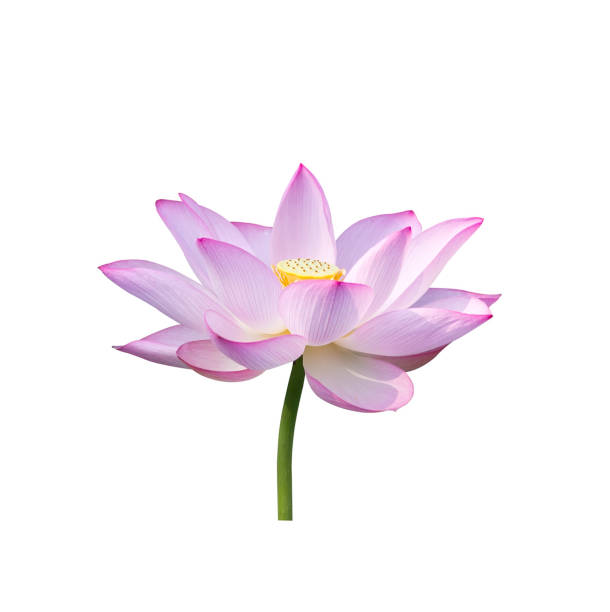 istock Lotus flower isolated 1209817431