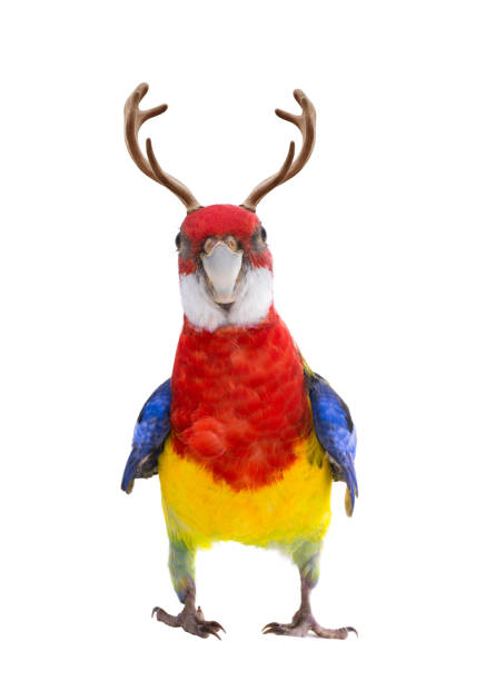 istock parrot rosella parrot with horns on a white 1209818687