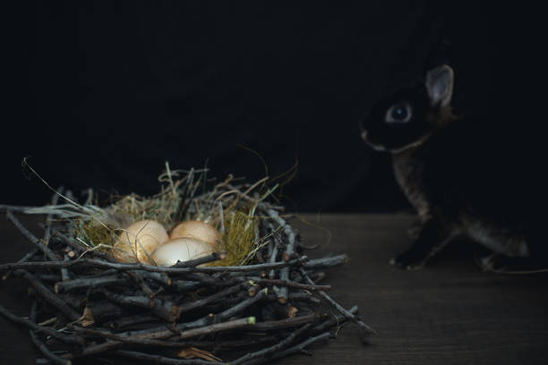 istock Golden bird eggs in a nest next to a black rabbit on a dark background. 1209820189