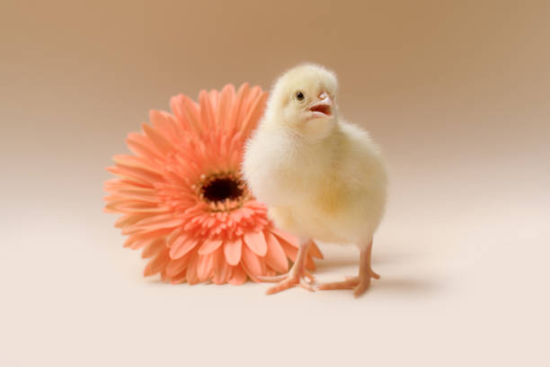 image d’un poulet naissant moelleux nouveau-né sur le fond d’une fleur de gerbera. - baby chicken human hand young bird bird photos et images de collection
