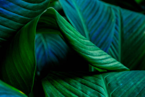istock green leaves for background and wallpaper 1209823022