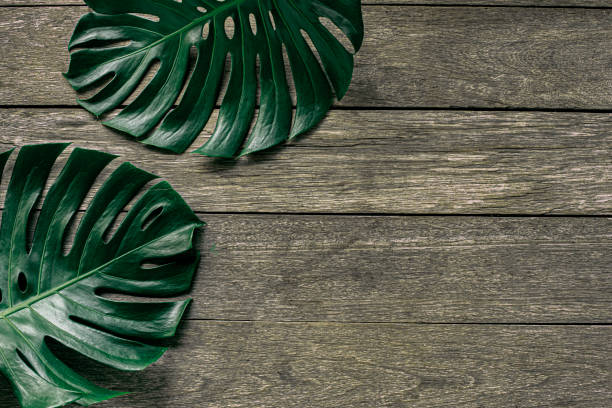 istock green leaves for background and wallpaper 1209823030
