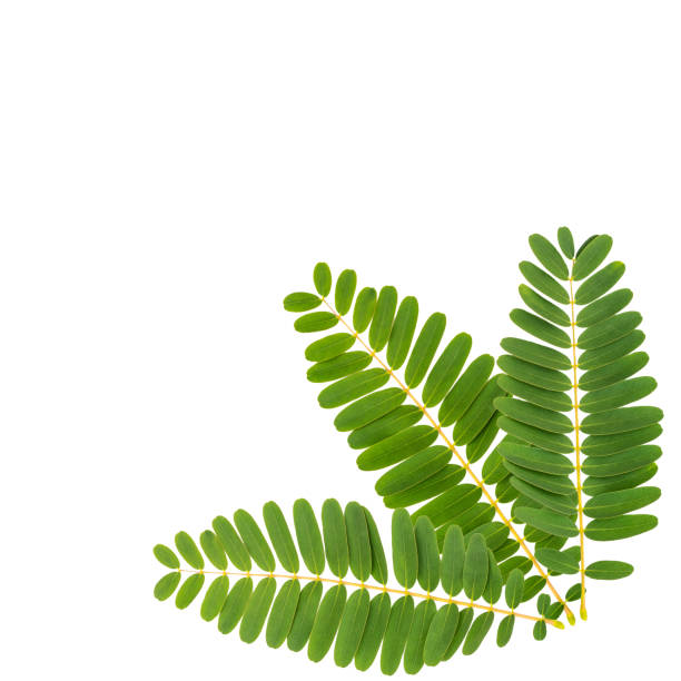 istock green leaves for background and wallpaper 1209823031