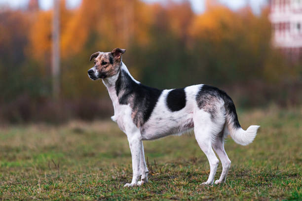 istock Calm mongrel dog in countryside in dusk 1209825144