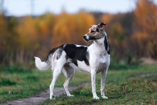 istock Calm mongrel dog in countryside in dusk 1209825225