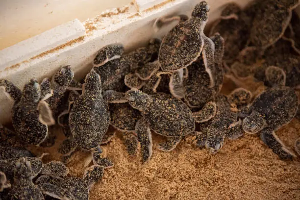 Green sea turtle hatchlings in a nesting box before release