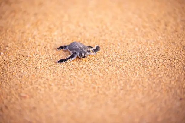 Green sea turtle hatchlings crossing the beach towards the ocean Okinawa Japan