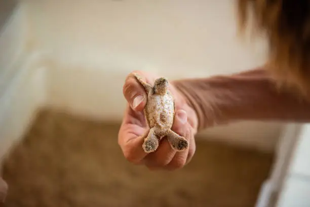 woman holding a green sea turtle hatchling