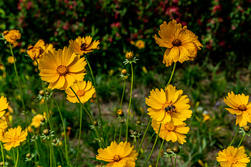 Coreopsis in bloom
