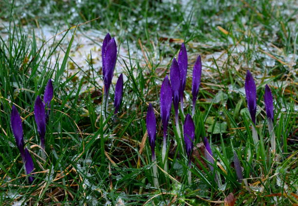 es war frühling und krokusse blühten, dann wurde es kalt und bekam etwas schnee. die blumen geschlossen, um zu verhindern, dass der schnee zu beschädigen - snow crocus flower spring stock-fotos und bilder