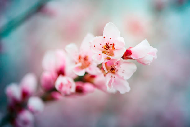 istock Pink flowers blooming peach tree at spring. Spring blooming, Abstract background. Banner. Selective focus. 1209827524