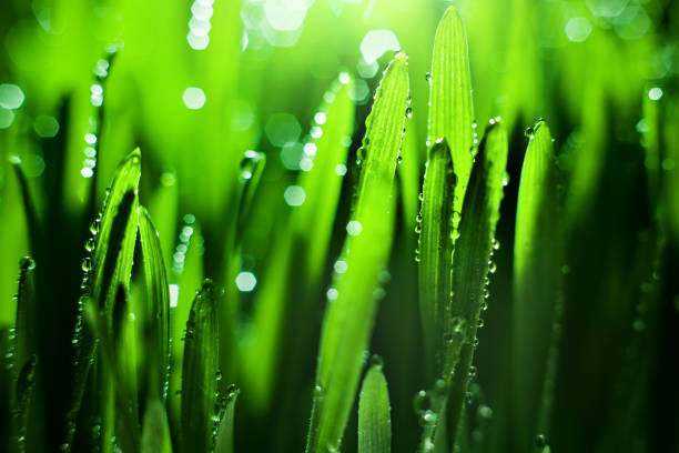 istock Macro. Background, water drops on the green grass. Desktop background. Selective focus. 1209827534