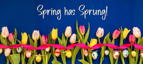 Banner With Colorful Tulip, Text Spring Has Sprung, Easter Egg stock photo