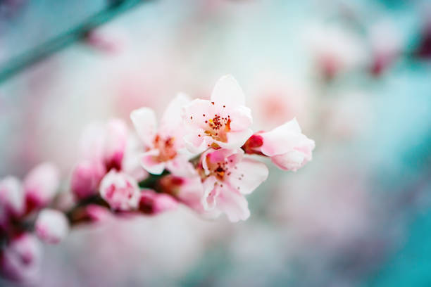 istock Pink flowers blooming peach tree at spring. Spring blooming, Abstract background. Banner. Selective focus. 1209827980
